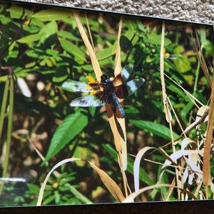 8x10 Dragonfly Closeup print